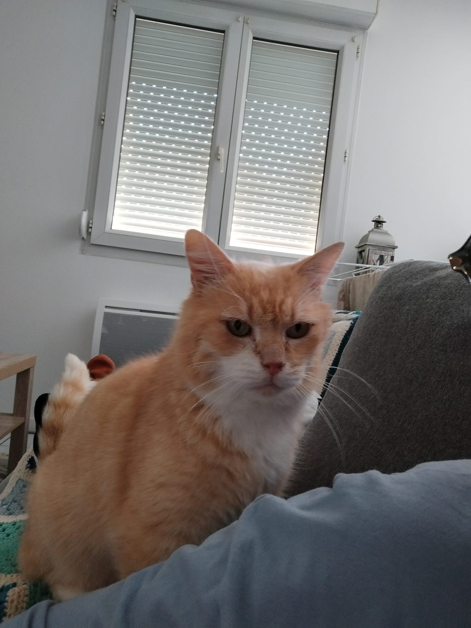 CORN FLAKES FIV+