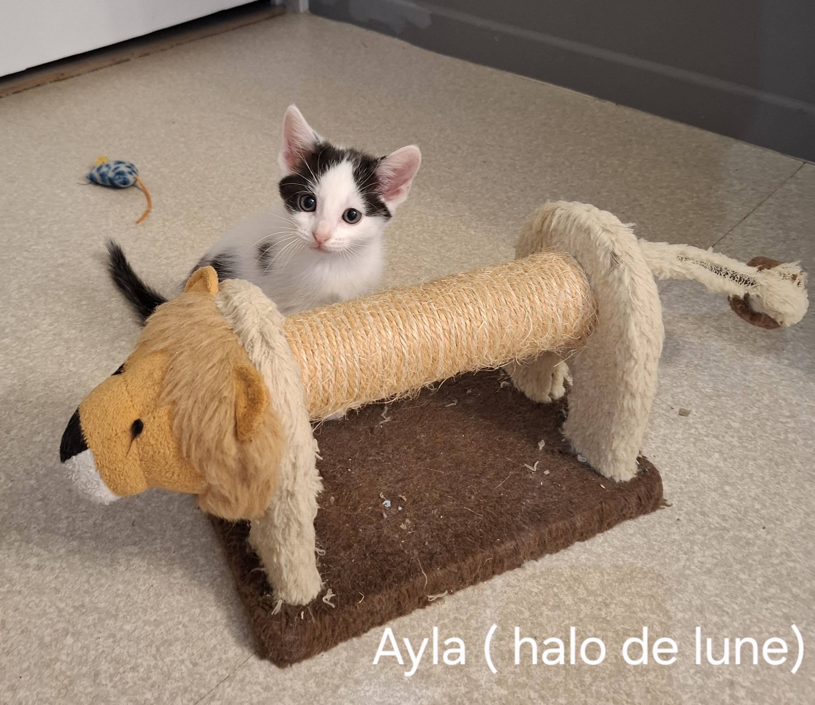 AYLA 