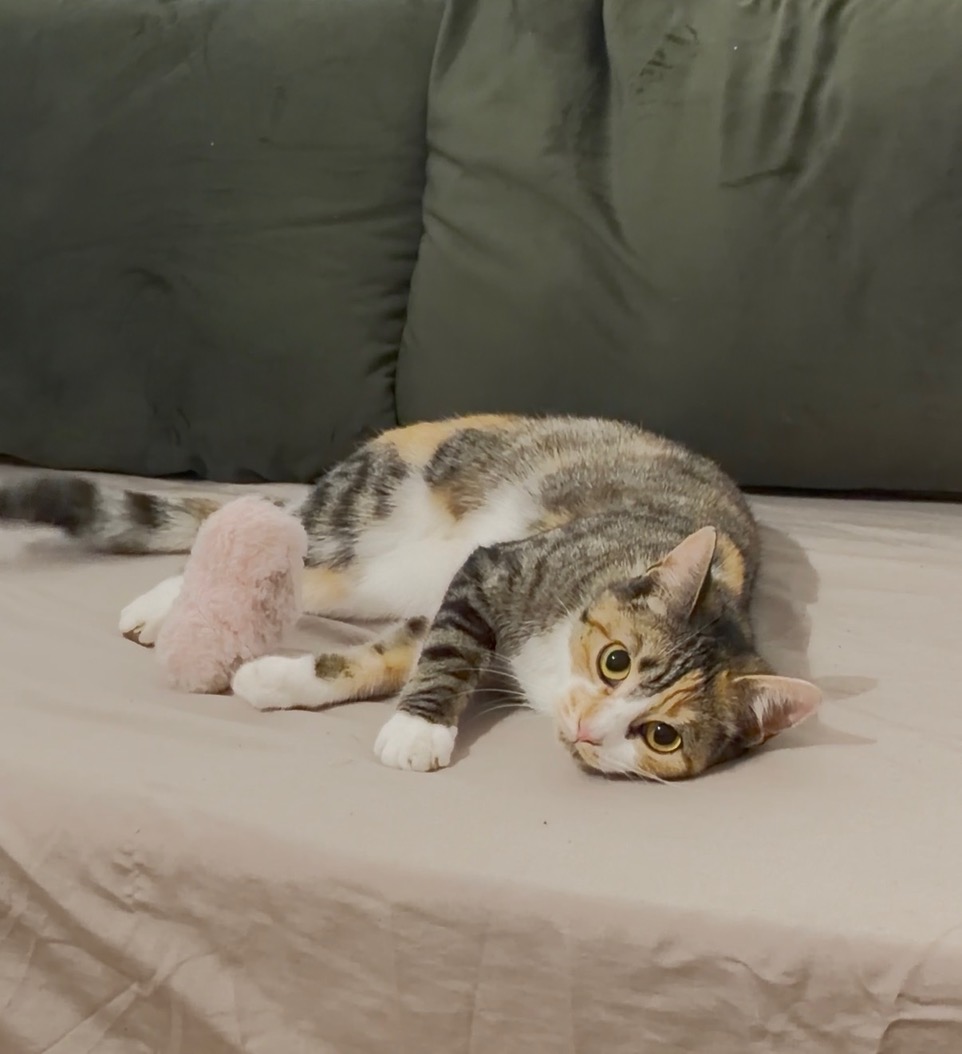OTTAWA 04/04/26 adoptée