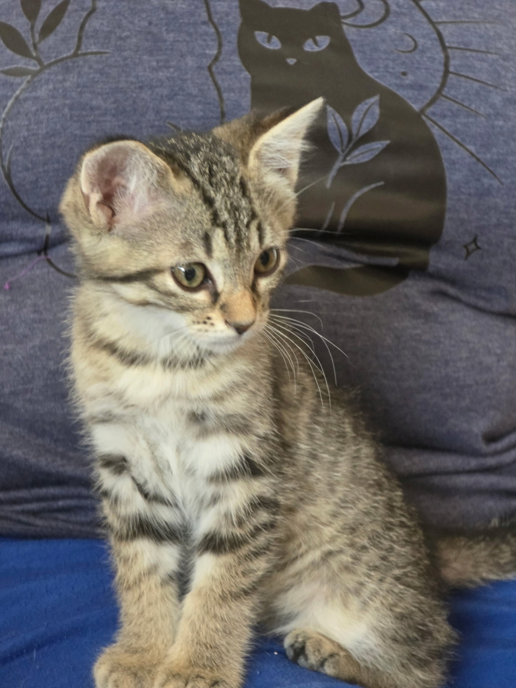 MILOH 08/08/26 adopté 