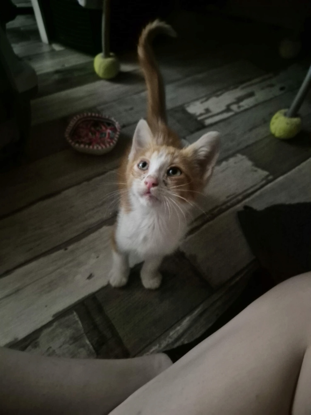JORIS 25/08/26 adopté