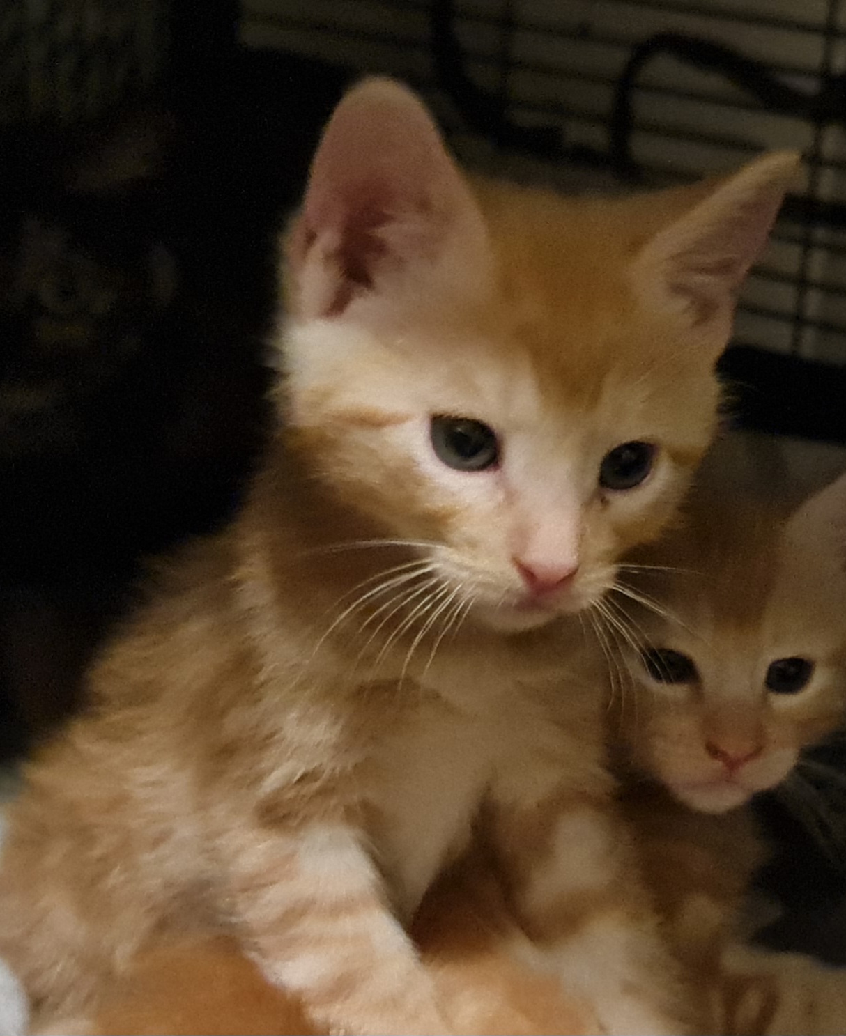 RONCAL 15/05/26 adopté