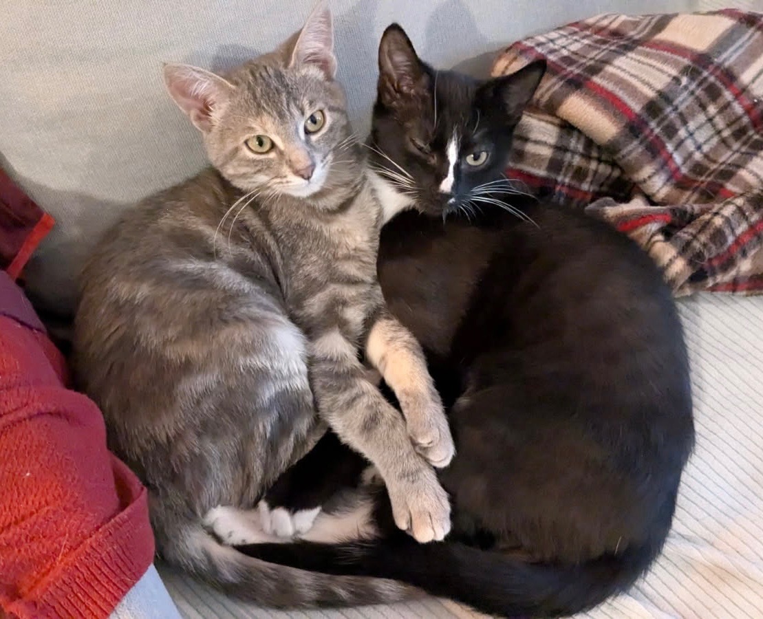 HYKOS 28/02/25 adopté 