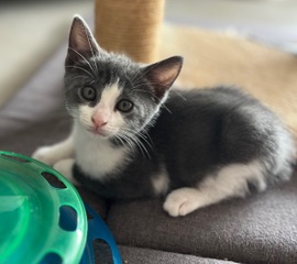 BISCUIT 