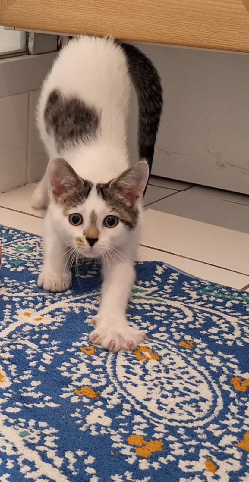 COPACABANA 04/10/26 adoptée