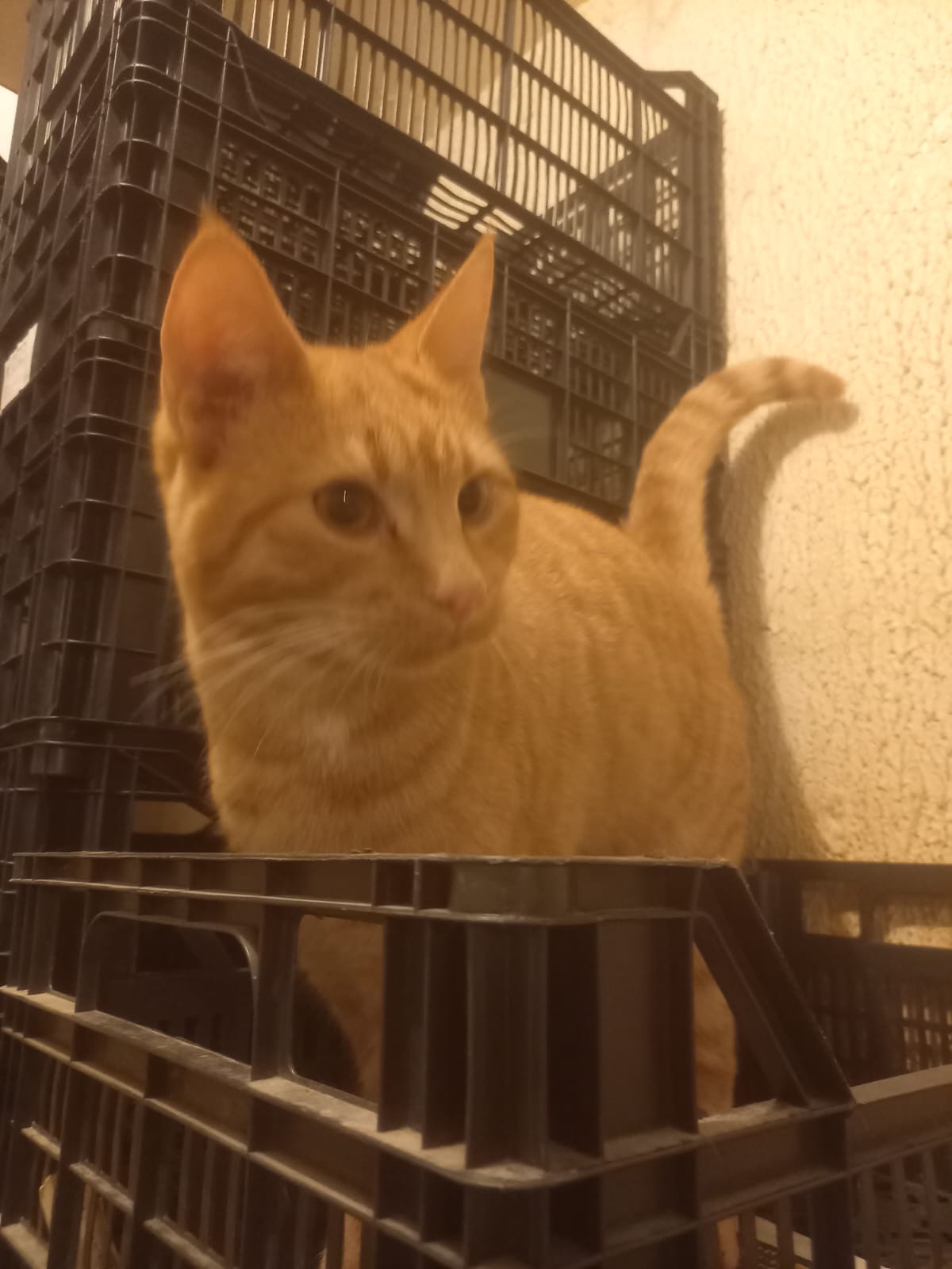 ORIOLUS 10/01/26 adopté