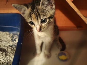 AHELYA: 22/12/25 adoptée