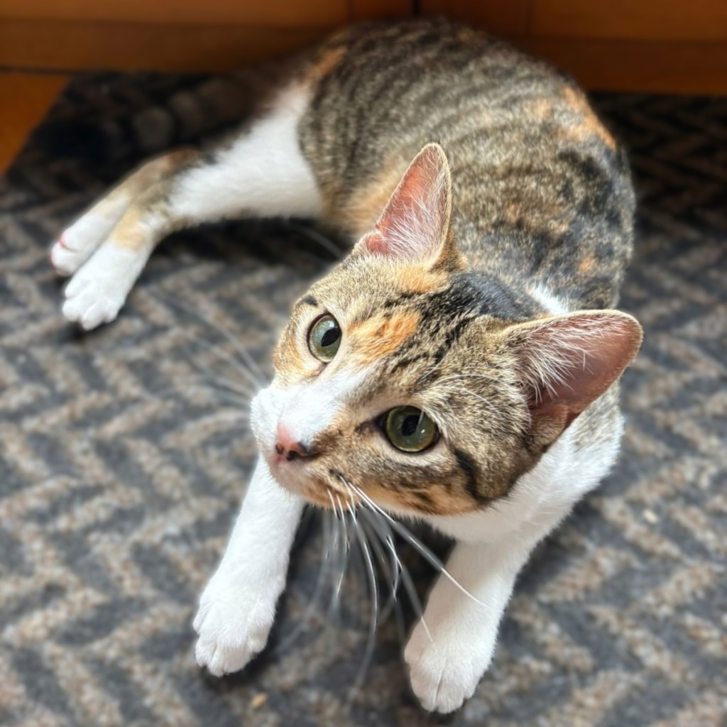 AHELYA 28/03/26 accueil en vue adoption 