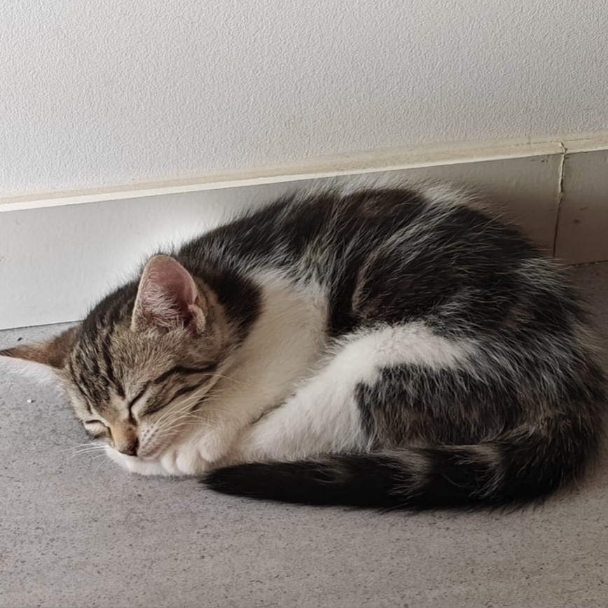 ALBA