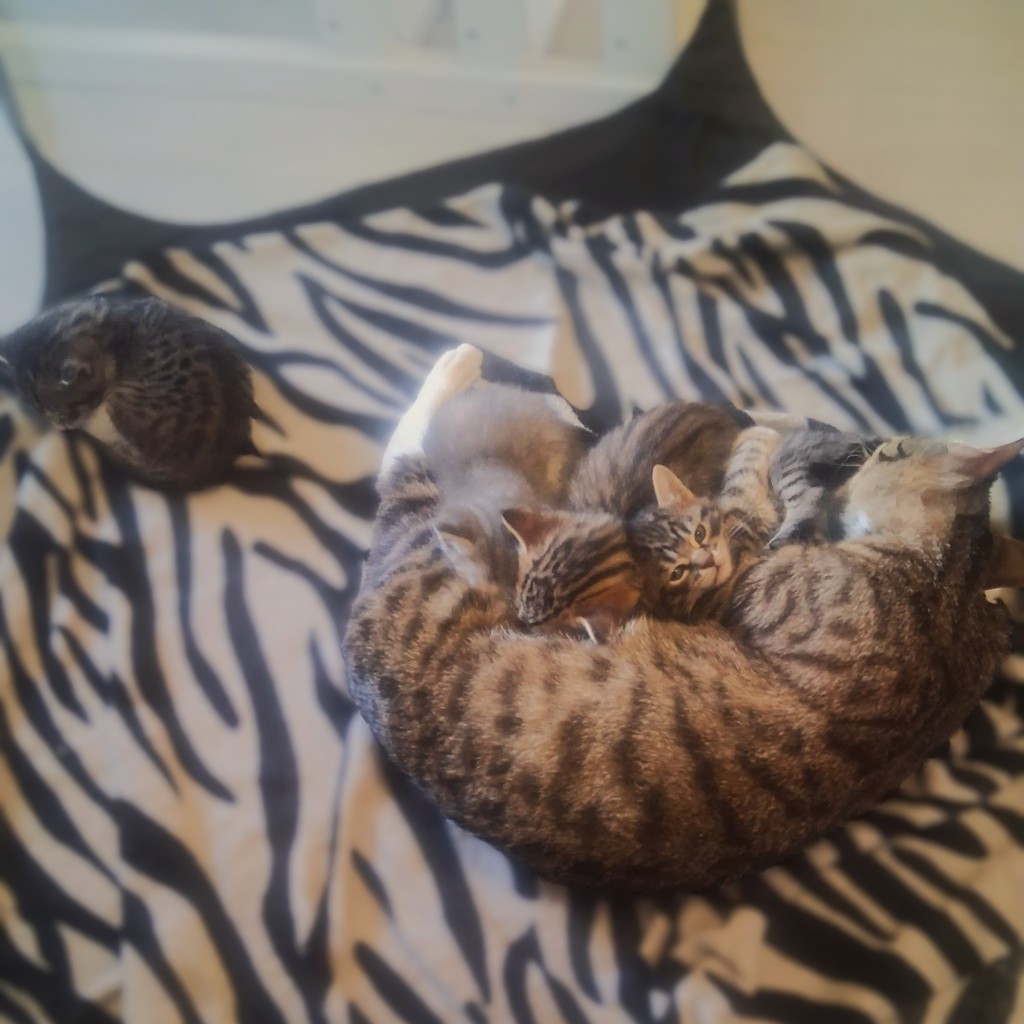BERANGÈRE 13/06/26 adoptée 