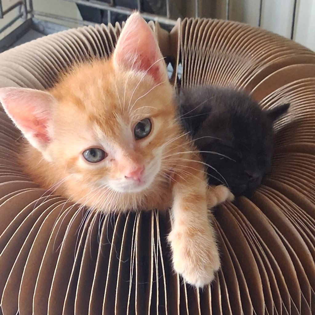BICHITO  25/08/26 adopté 