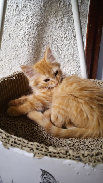 BIJOU