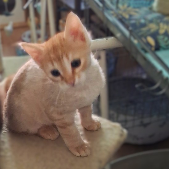BISCUIT