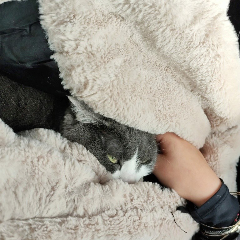 BRENDA 28/02/26 adoptée