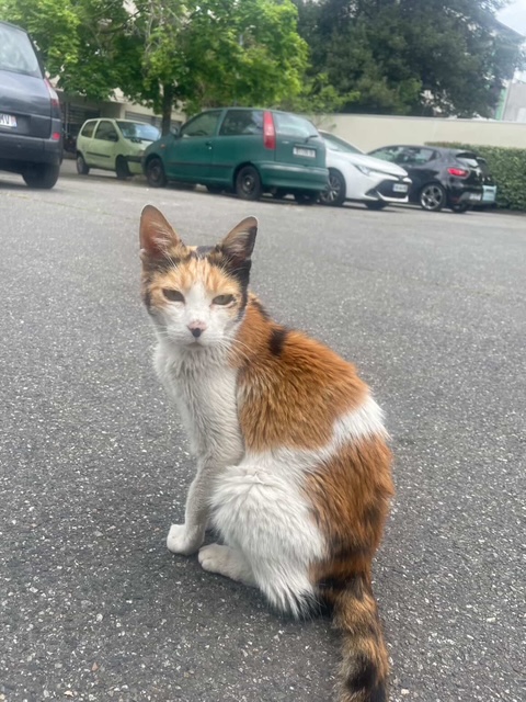 Chatte tricolore 15/05/26 endormie
