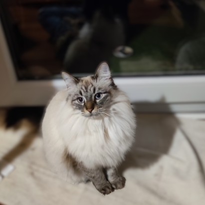 CALIXTA 10/04/26 adoptée 
