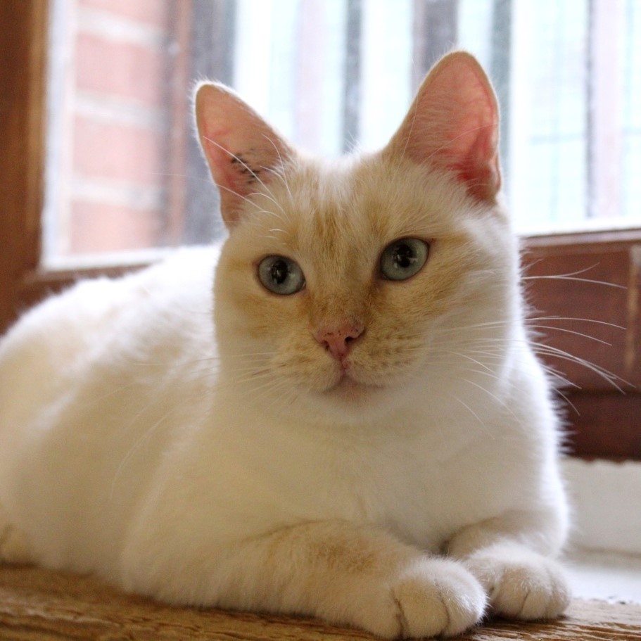 ELOANE 06/09/26 adoptée 