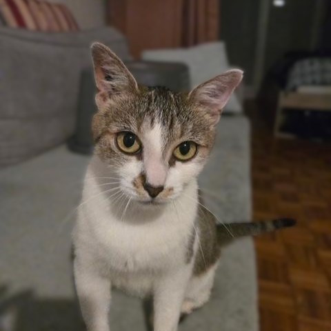 EVENISSA