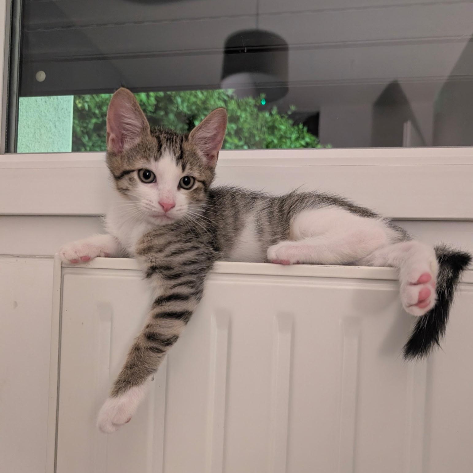 GIOVANNI 08/09/26 adopté
