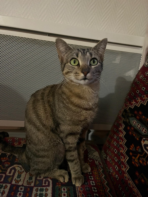 OUZIANE 07/04/26 adoptée. 