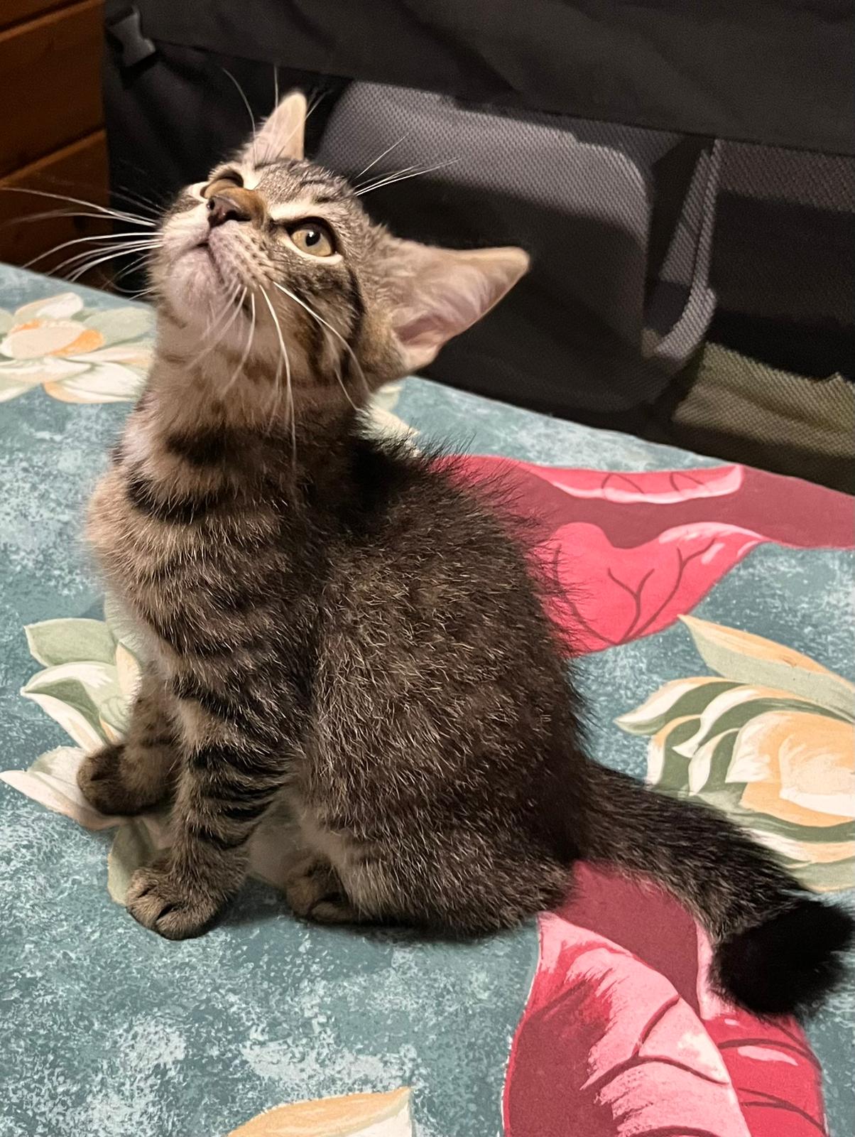 BRUNO 02/09/26 adopté 