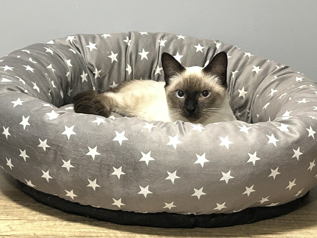 YZIADE : 04/10/26 adoptée