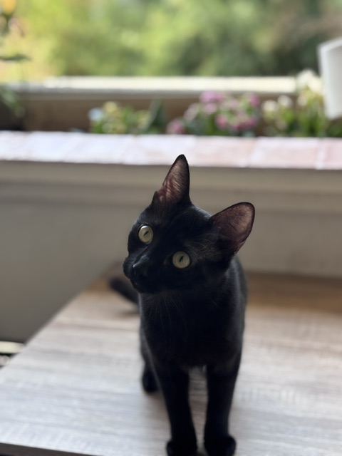 MEMONA  08/09/26 adoptée