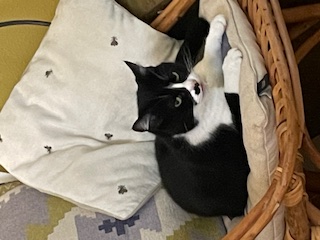 ANISETTE 04/10/26 adoptée