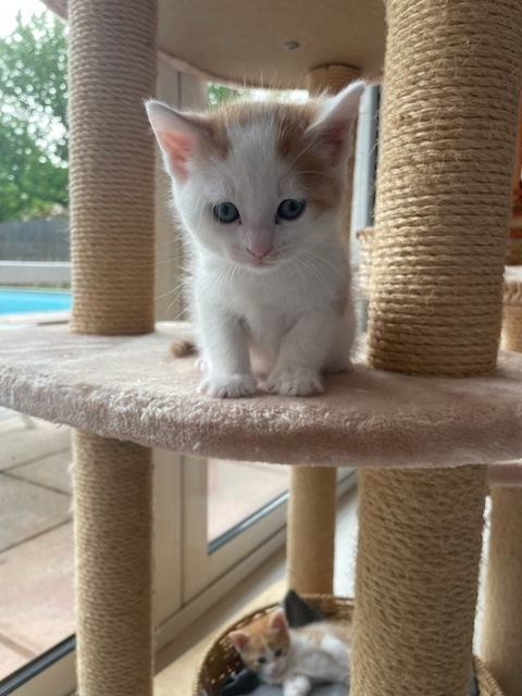 IZUMI 10/06/26 adopté