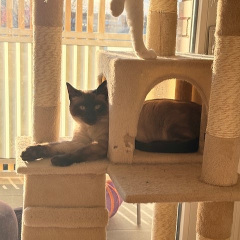 KOSMOS 10/04/26 adopté