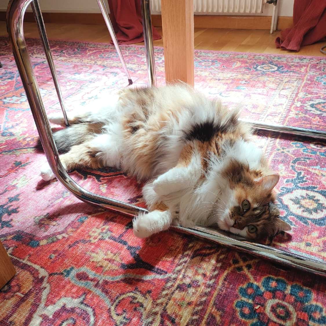 LISA 09/08/26 adoptée 