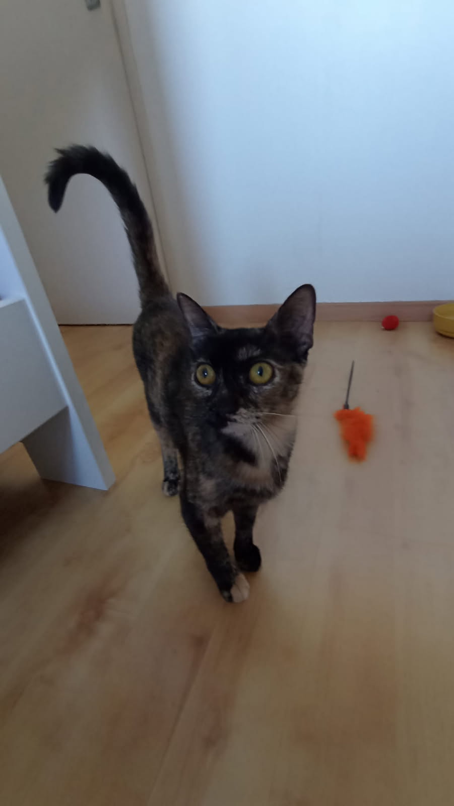 OLLY 20/09/25 adoptée