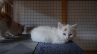 FANTOME 07/08/26 adopté