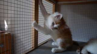 GRISEMAUVE 07/08/26 adoptée 