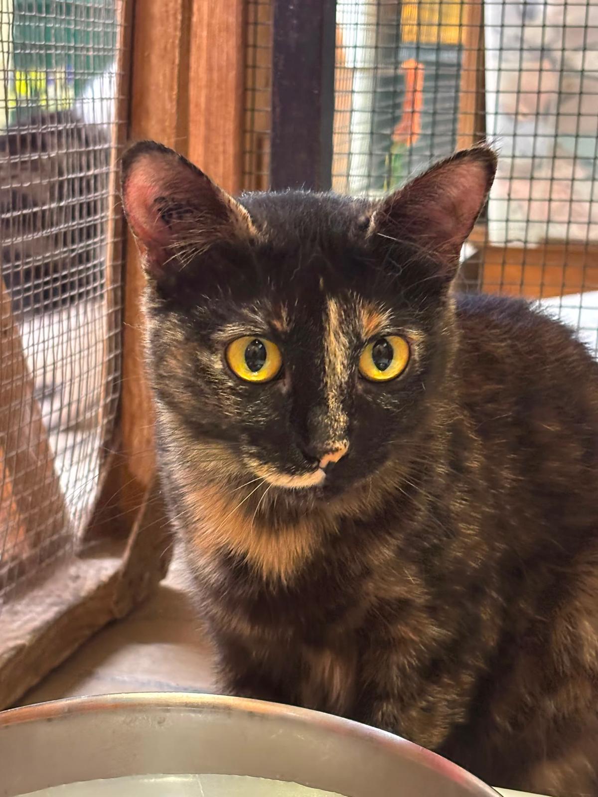 PALM-BEACH : 28/06/26 adoptée 