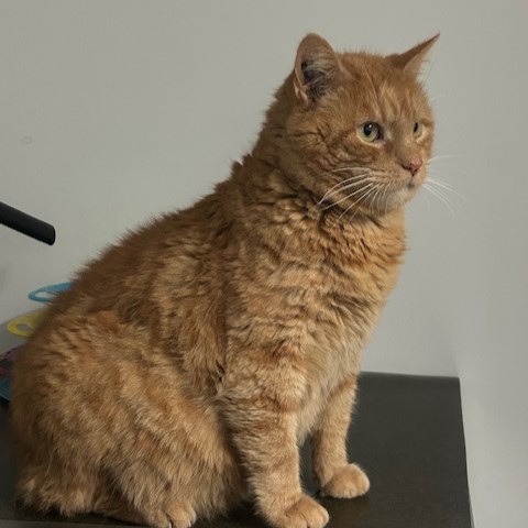 ROYALTIZ FIV + 10/05/26 adopté