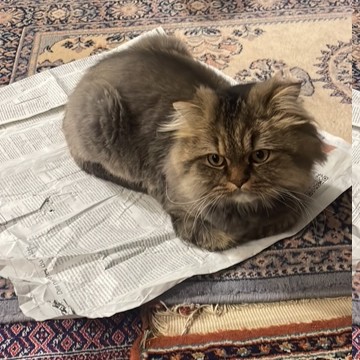 SORENZO:  05/04/26 adopté