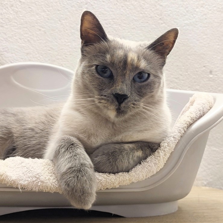 TAOKIA : 11/05/26 adoptée