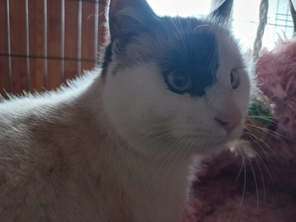 BAIA COCO 28/02/26 adoptée