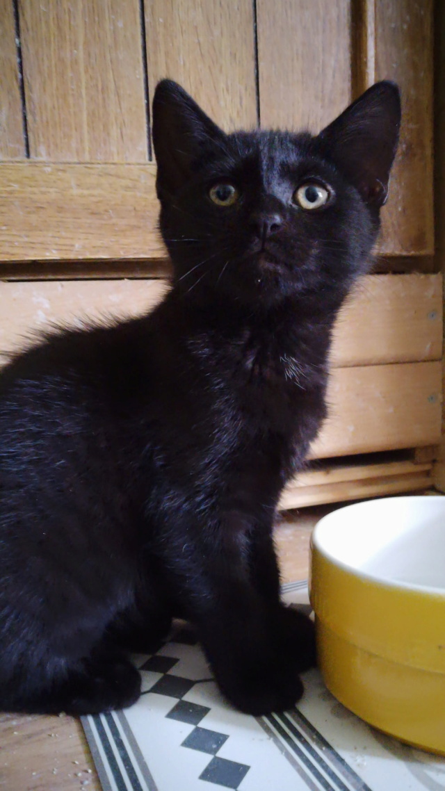 BRIDGET 09/05/26 adoptée