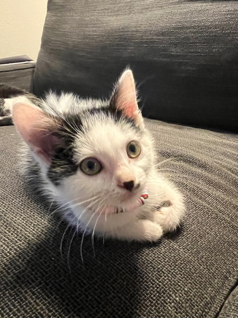 KITSU 25/02/26 adoptée 