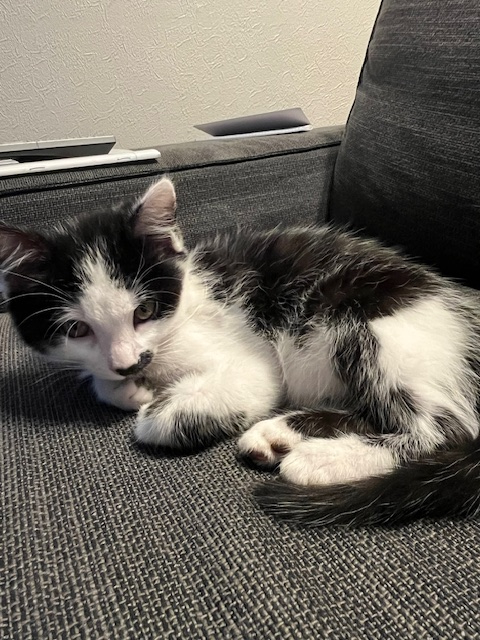 MOUCHETTE 25/02/26 adoptée 