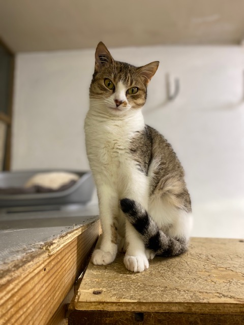 NILDEEN: 08/02/26 adoptée